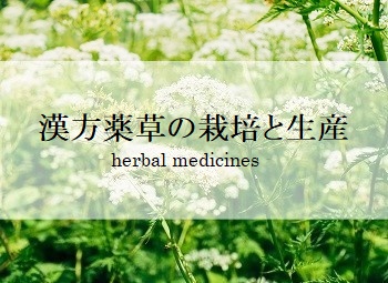 我社が手掛ける漢方薬草の栽培と生産記録